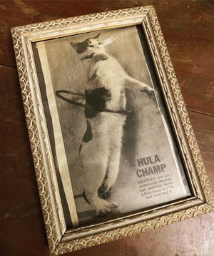 Framed newspaper clipping of a cat hula hooping, with the caption 'Hula Champ.'